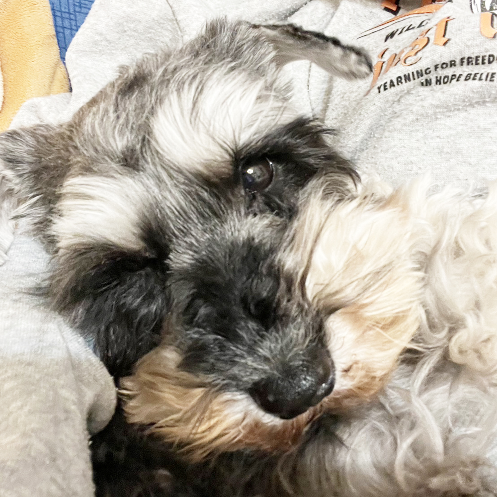 卒業犬チコリちゃんの近況☆